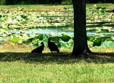 Resting in the Shade