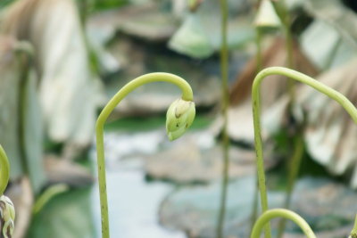 Wilted Water Lily Buds