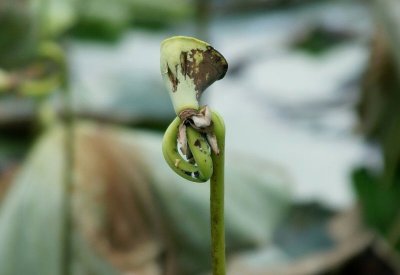 Spent Water Lily