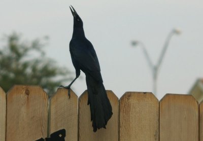 Swallowing the Sunflower Seed