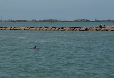 Bottlenose Dolphin and Jetty Fishermen