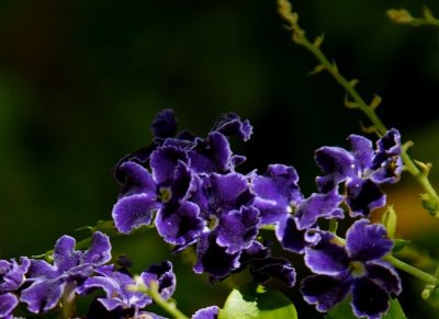 Purple in the Shade