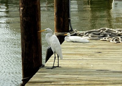 Egrets Resting on the Dock