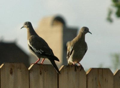 Whitewing Doves