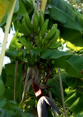 My Neighbor's Banana Tree