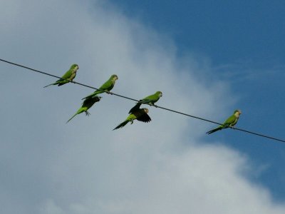 Monk Parakeets in the Park
