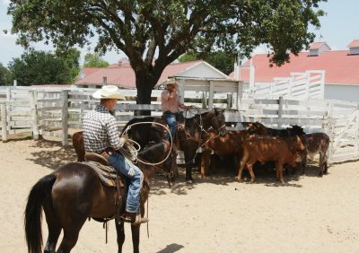 Cowboys Working Cattle