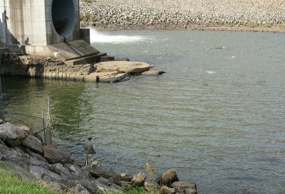 Fishing Below the Dam