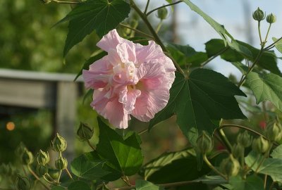 Confederate Rose Hibiscus