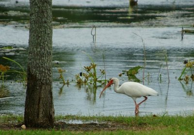 Ibis at the Park