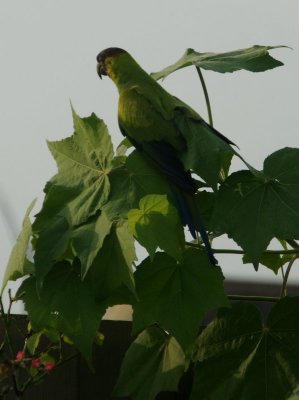 Nanday Conure In My Yard!