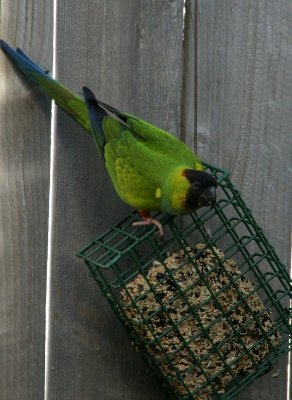 Nanday Conure In My Yard!