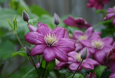 My Clematis