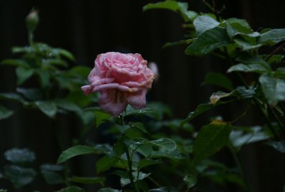 JULY 1