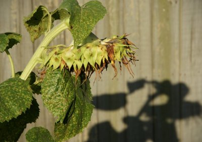 Sun and Sunflower