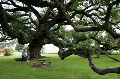 400 Year Old Sallier Oak