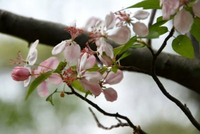 From Mom's Yard