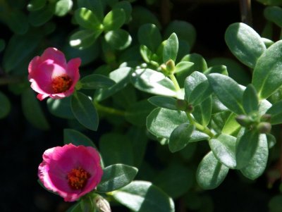 Portulaca