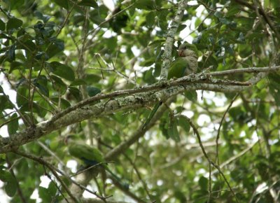 3 Monk Parakeets