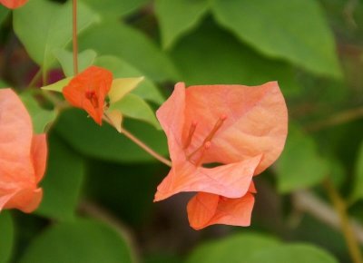 Orange Bougainvillea