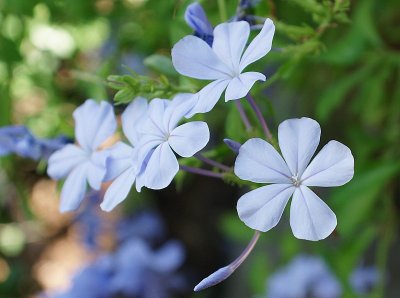 Plumbago