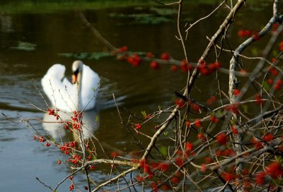 SWANS