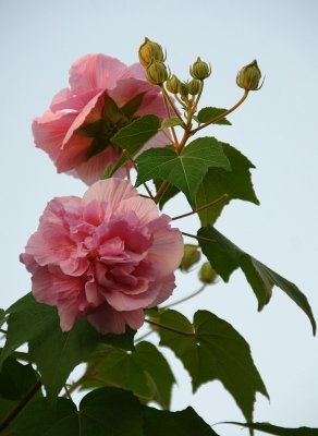 Confederate Rose Hibiscus
