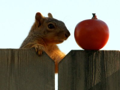 Squirrel and Tomato