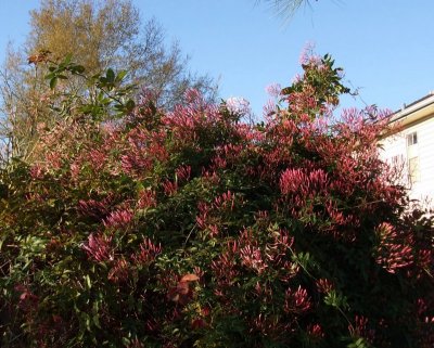Pink Jasmine