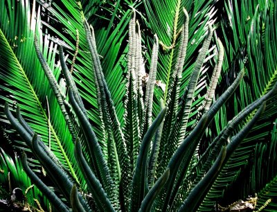 The Sago Palm is Growing!!