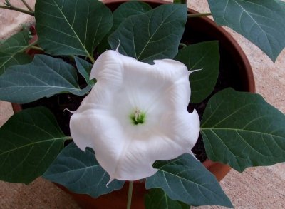 Night Blooming Madonna Lily