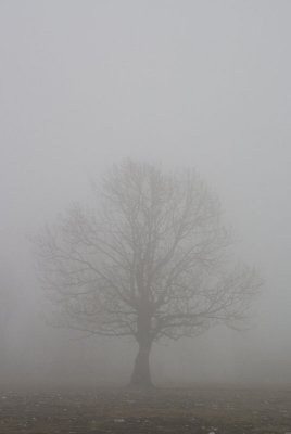 Le brouillard