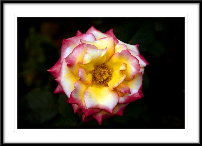rose 2 .jpg