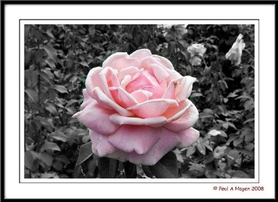 pink rose black and white.jpg