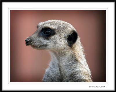 Meerkat 1.jpg