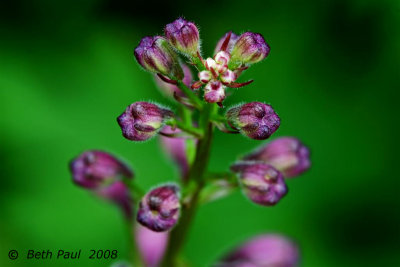 Flowers - Macro