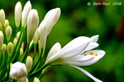 Flowers - Macro