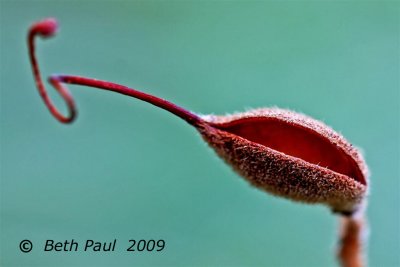 Flowers - Macro