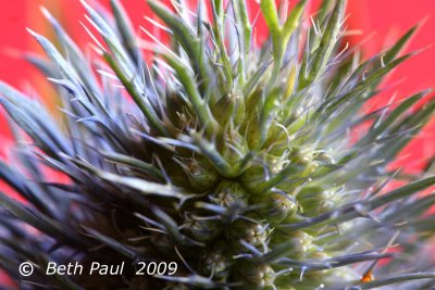 Flowers - Macro