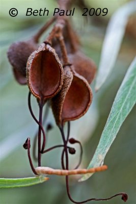 Flowers - Macro