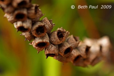 Macro - Callistemon Captian Cook