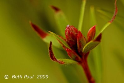 Macro - Callistemon Captian Cook