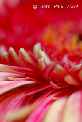 Macro - Double Gerbera