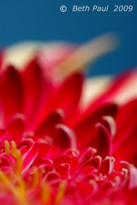 Macro - Double Gerbera