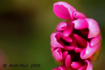 Macro - Purple Daisy