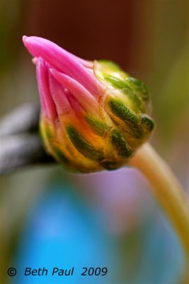 Macro - Purple Daisy