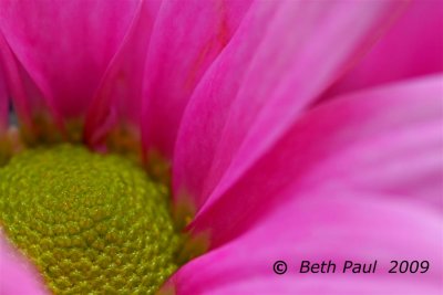 Macro - Purple Daisy