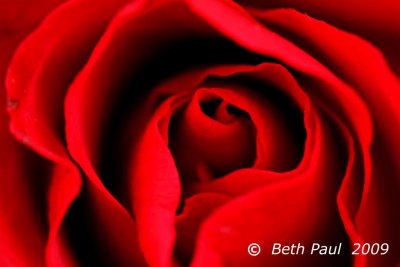 Macro - Rose
