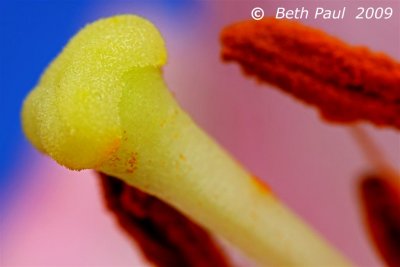 Macro - Tiger Lily