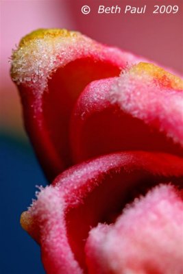Macro - Tiger Lily